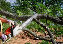 Best Fruit Tree Pruning  in Stockbridge, GA