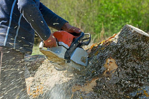 Best Hazardous Tree Removal  in Stockbridge, GA